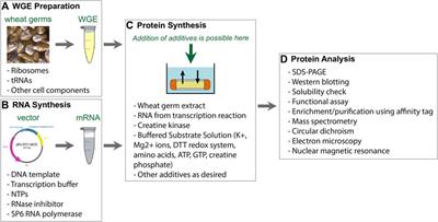 Easy Synthesis of Complex Biomolecular Assemblies: Wheat Germ Cell-Free Protein Expression in Structural Biology